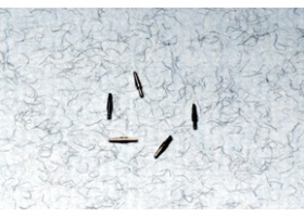 ba3